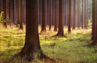 阳光洒落的静谧森林