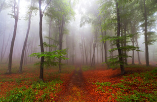 雾中森林的神秘小径