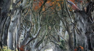 奇幻森林中的扭曲树木