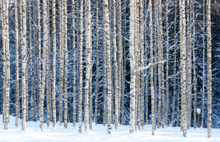 冬日雪覆森林美景