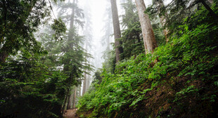 山林间茂盛植被与树木