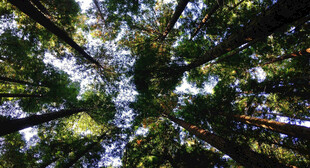 仰望茂密森林树冠