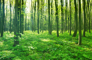 阳光照耀下的翠绿竹林