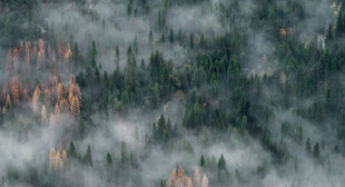 云雾缭绕的山林美景