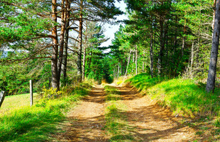 林间蜿蜒小道绿意盎然