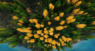 空中俯瞰黄色花丛景观