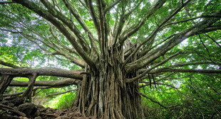 巨大繁茂的古老榕树