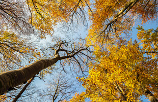 秋日仰观斑斓枝叶