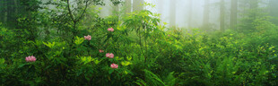 雾中绿野繁花景致