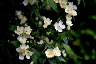 洁白繁花枝繁叶茂