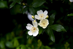 洁白茉莉花绽放绿叶间