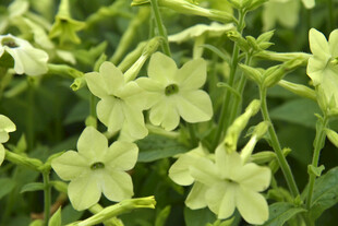 清新淡雅的花烟草