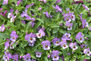 紫色三色堇花卉特写