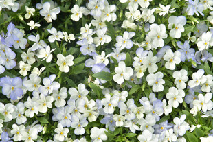 白色小花与蓝花的美丽景致