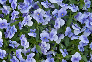 蓝紫色三色堇花卉特写