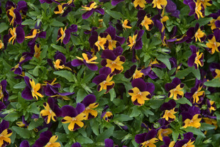 紫黄相间三色堇花卉