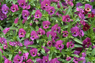 紫色三色堇花丛