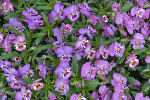 紫色三色堇花卉特写