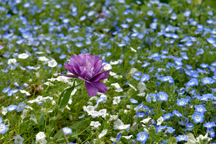 紫色花朵绽放于蓝白花海