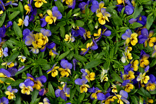 三色堇花卉特写