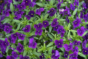 紫色矮牵牛花卉特写