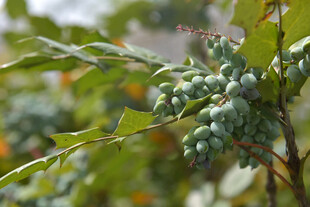 枝头青果尽显自然生机