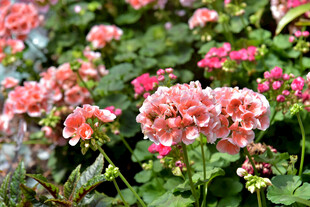 娇艳天竺葵绽放生机