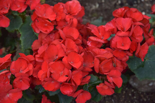 鲜艳红色花卉特写