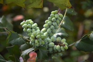 绿色浆果挂于枝叶间