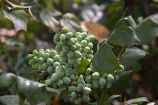 青绿色浆果植物特写