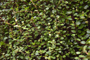 翠绿繁茂的丛生植物