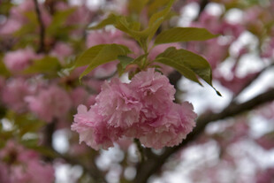 盛开的粉色重瓣樱花