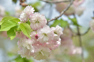 枝头粉嫩樱花绽放