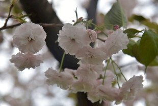 枝头绽放的粉嫩樱花