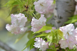 粉嫩樱花绽放枝头