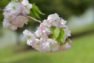 枝头绽放的粉嫩樱花