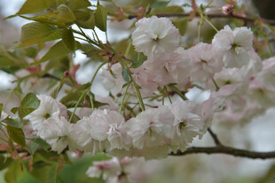 粉嫩樱花枝头绽放