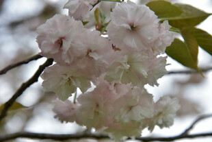 粉嫩樱花绽于枝头