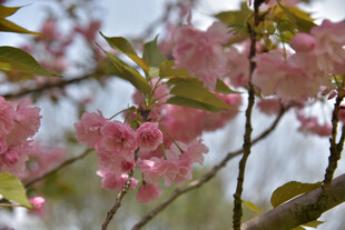 枝头绽放的粉嫩樱花