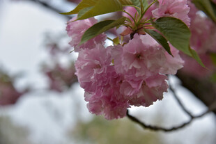 枝头绽放的粉嫩樱花