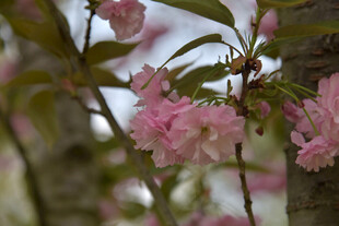 枝头绽放的粉嫩樱花