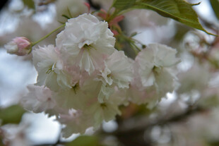 绽放的白色樱花