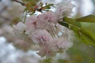 粉嫩樱花枝头绽放