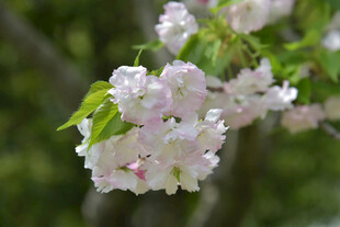 枝头绽放的粉嫩樱花