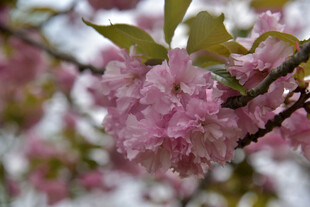 枝头粉嫩樱花绽放