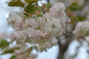 粉嫩樱花绽放枝头
