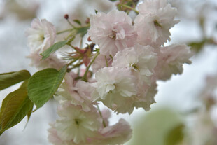 粉嫩樱花绽放枝头