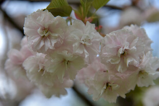 粉嫩樱花绽放枝头