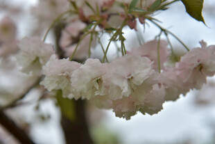 枝头绽放的粉嫩樱花
