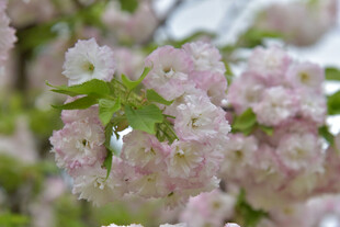 粉嫩樱花绽放枝头